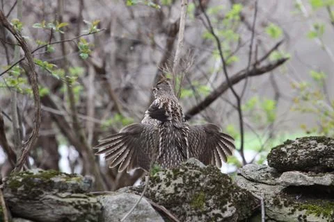 Ruffed Grouse drumming Stock Photos