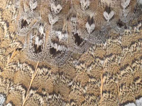 Ruffed grouse feathers nature pattern background Stock Photos