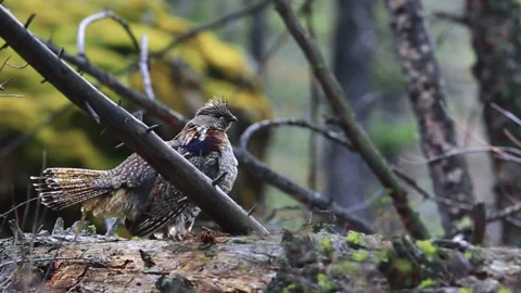 Ruffed Grouse In Forest Swinging Body And Wings Stock Footage 130225072