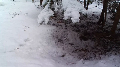 Ruffed Grouse in forest walking through the snow Vidéo 126077395