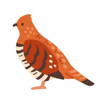 Ruffed grouse partridge bird vector illustration. Flat design woodland gamebird Stock Illustration