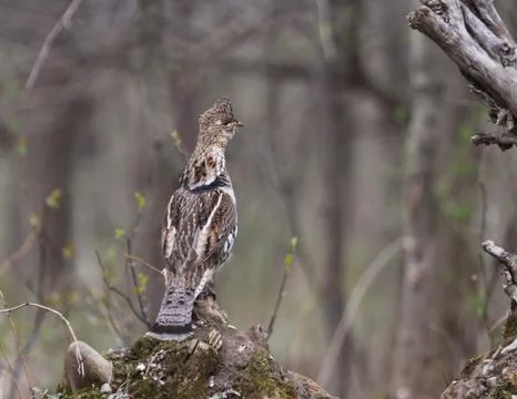 Ruffed Grouse Stock Photos
