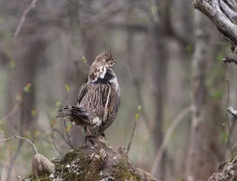 Ruffed Grouse Stock Photos