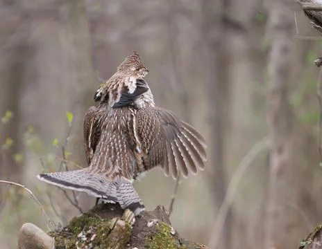 Ruffed grouse Stock Photos