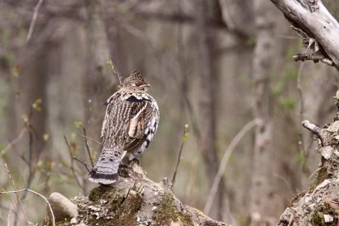 Ruffed Grouse Stock Photos