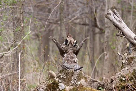 Ruffed Grouse Stock Photos