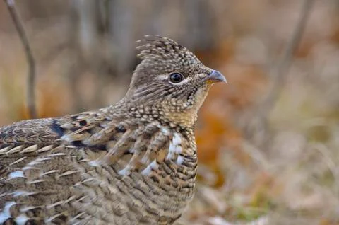Ruffed Grouse Stock Photos