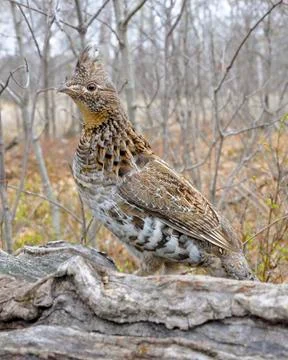 Ruffed Grouse Stock Photos