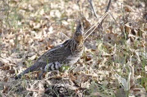 Ruffed Grouse Stock Photos