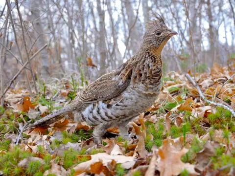 Ruffed Grouse Stock-Fotos