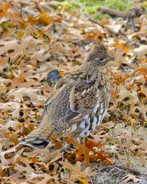 Ruffed Grouse Stock-Fotos