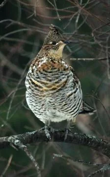 Ruffed grouse Fotos Stock