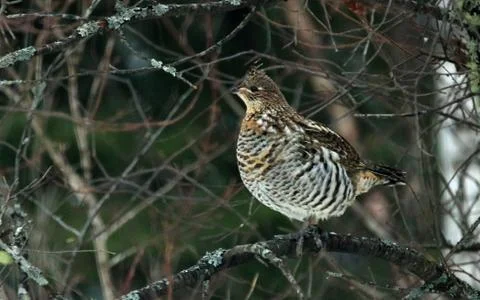 Ruffed grouse Fotos Stock