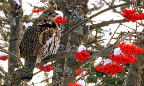 Ruffed Grouse Fotos Stock