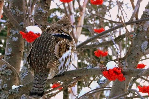Ruffed Grouse Fotos Stock