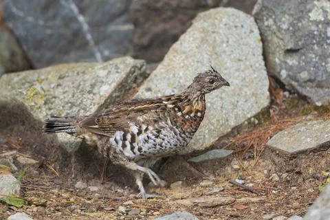 Ruffed Grouse Rustling Through the Forest Photos