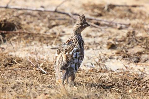 Ruffed Grouse Saskatchewan Canada Stock Photos