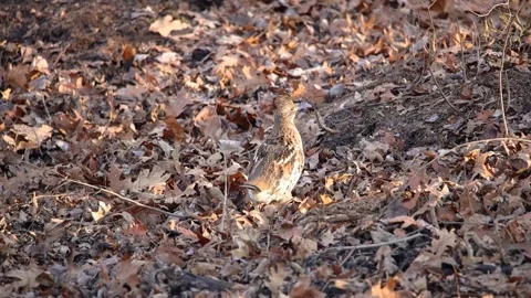 Ruffed Grouse walking Stock Footage 249576051