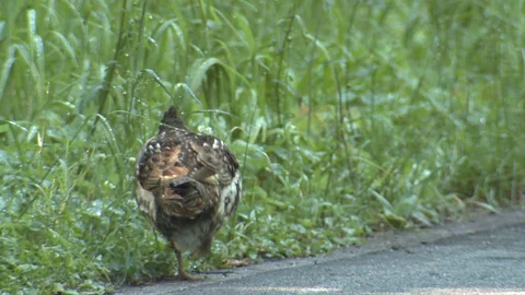 Ruffed Grouse Walking Foraging by Road Summer in Canada Stock Footage 128177498