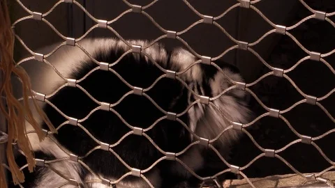 Ruffed lemur behind the fence, captivity, zoo Stock Footage 87321595