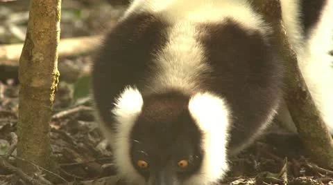 Ruffed lemur eating Stock Footage 10980744