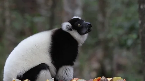 Ruffed Lemur eating fruit Video stock 74880029