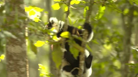 Ruffed lemur monkey climbing trees Stock Footage 10979636