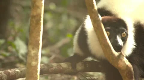 Ruffed lemur monkey Stock Footage 10979532