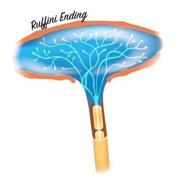 Ruffini Ending Stock Illustration