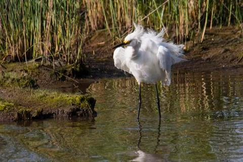 Ruffle My Feathers Stock Photos