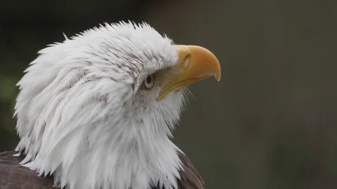 Ruffled Bald Eagle Head Close Up, Bird Wildlife Close Up Portrait Log Cinematic Stock Footage 125435790