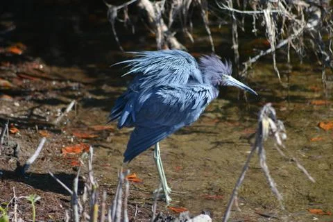 Ruffled blue feathers Stock Photos