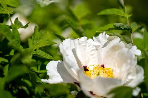 Ruffled Elegance in Bloom 写真素材