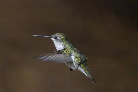 Ruffled Feathers Stock Photos