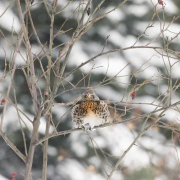 Ruffled fieldfare front Stock Photos