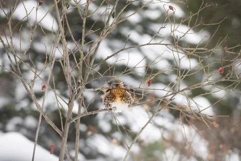 Ruffled fieldfare Stock Photos