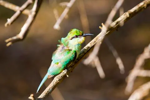 A Ruffled Green Bee Eater Sitting on a Perch. Stock Photos