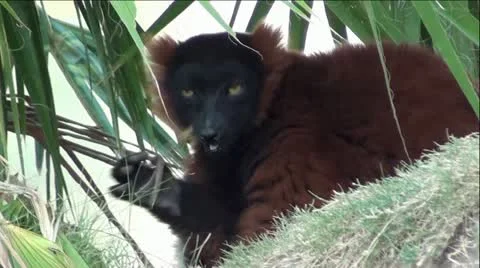 Ruffled Lemur In Palm Trees Stock Footage 12046181