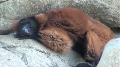Ruffled Lemur Sleeping On Rocks Stock Footage 12045556
