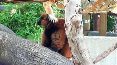 Ruffled Lemur in Trees Stock Footage 12046104