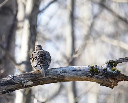 Ruffled Mourning Dove on Tree Limb Stock Photos