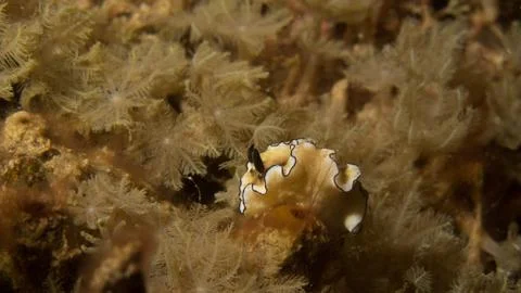 Ruffled nudibranch on soft corals muted colours Stockfoto's
