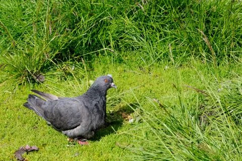 Ruffled pigeon Stock Photos
