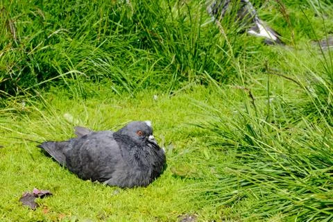 Ruffled pigeon sitting Stock Photos