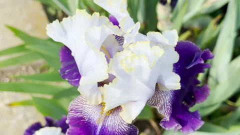 Ruffled Purple and White Iris Flower Showcases Fresh Blooms in a Sunny Garden Stock Footage 335540191