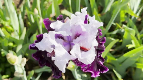A Ruffled Purple and White Iris Opens Fully in a Sunlit Park Garden Stock Footage 335598511