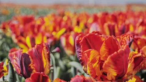 Ruffled red and orange parrot tulips swaying in a windy Dutch field. Stock-Footage 333719809
