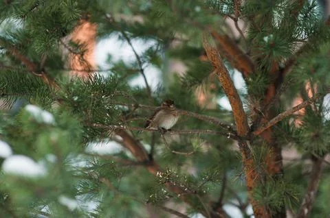 Ruffled sparrows sit on the tree in winter Stock Photos