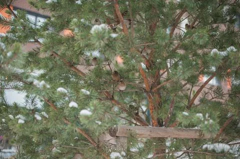 Ruffled sparrows sit on the tree in winter Stock Photos