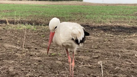 Ruffled stork stands on field edge in windy weather Stock Footage 182847208